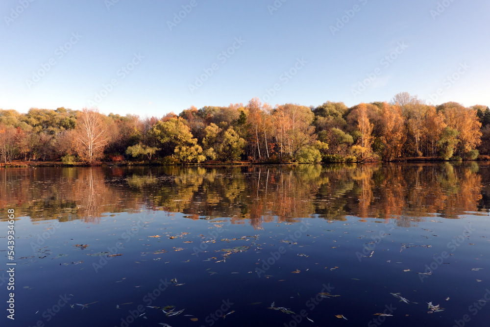 Fototapeta premium Calm rural landscape with calm still river and motley autumn colorful forest after it under blue cloudless sky