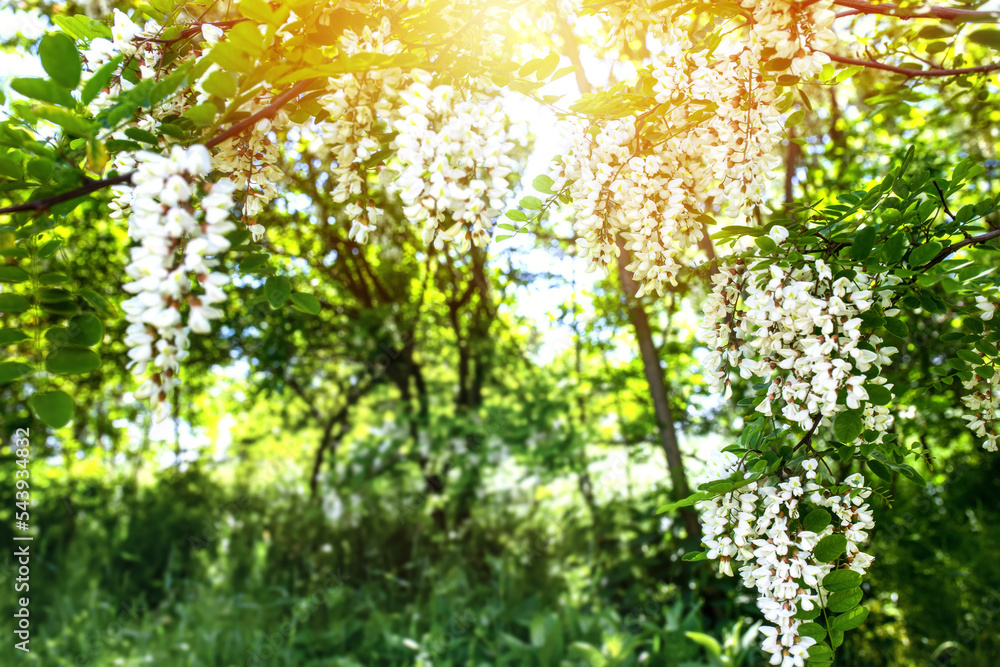 Collect nectar from the white flowers of pseudoacacia c on a summer day. Fresh foliage on flowering acacia with a spicy aroma Collect nectar from the white flowers of pseudoacacia c on a summer day. Fresh foliage on flowering acacia with a spicy aroma
