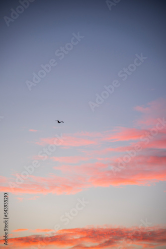 Sunset Clouds and Flying Birds © SarahLouise