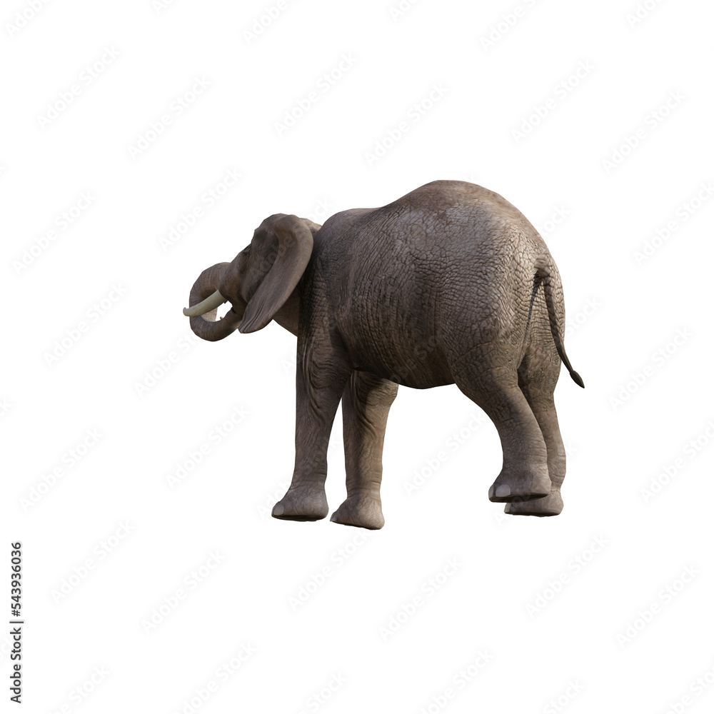 Illustration of an elephant in different poses and angles for collage or clip art. Pose number 1 isolated on white background. 3D rendering illustration.