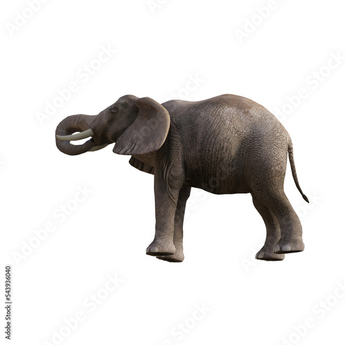 Illustration of an elephant in different poses and angles for collage or clip art. Pose number 1 isolated on white background. 3D rendering illustration.