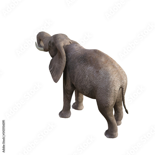 Illustration of an elephant in different poses and angles for collage or clip art. Pose number 1 isolated on white background. 3D rendering illustration.