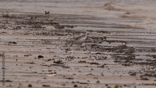 A Sandering (Calidris alba) in winter plumage foraging on the beach along the floodline photo