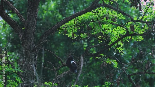 a dove on a branch is hiding from the summer rain, against the backdrop of dense green trees