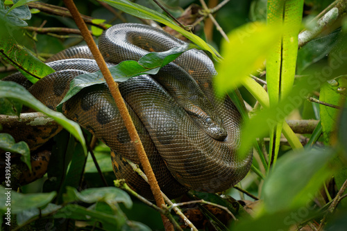 Fototapeta Naklejka Na Ścianę i Meble -  Green Anaconda - Eunectes murinus also giant, common anaconda, common water boa or sucuri, the heaviest known snake, found in South America, non-venomous constrictor. Snake resting in the bush