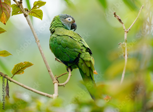 Dusky-headed Parakeet - Aratinga weddellii photo