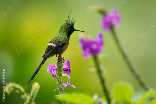 Wire-crested Thorntail - Discosura popelairii green hummingbird with long crest and long sharp tail, bird on the violet flower and green background, from Colombia, Peru, Ecuador and Bolivia photo