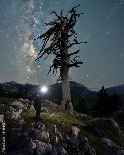 tree in pollino national park with milkyway 