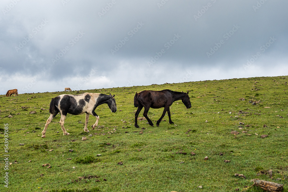Wild horses along the road to San Andres de Teixido, A Coruna Province, Galicia, Spain Wild horses along the road to San Andres de Teixido, A Coruna Province, Galicia, Spain