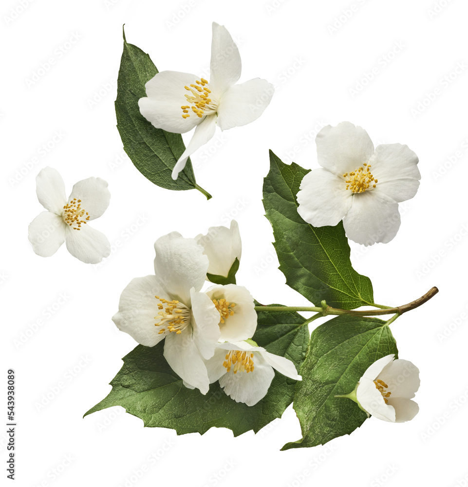 Jasmine bloom. A beautifull white flower of Jasmine falling in the air