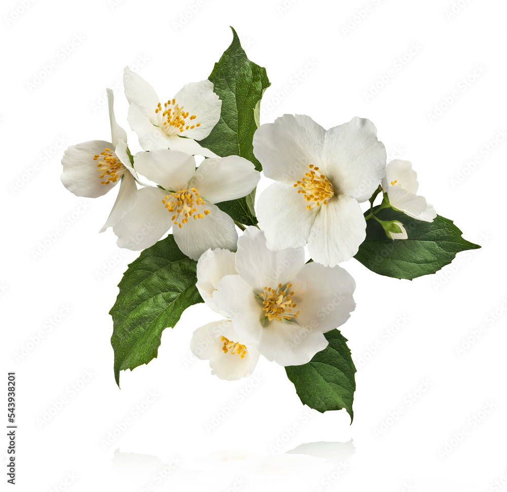 Naklejka premium Jasmine bloom. A beautifull white flower of Jasmine falling in the air isolated