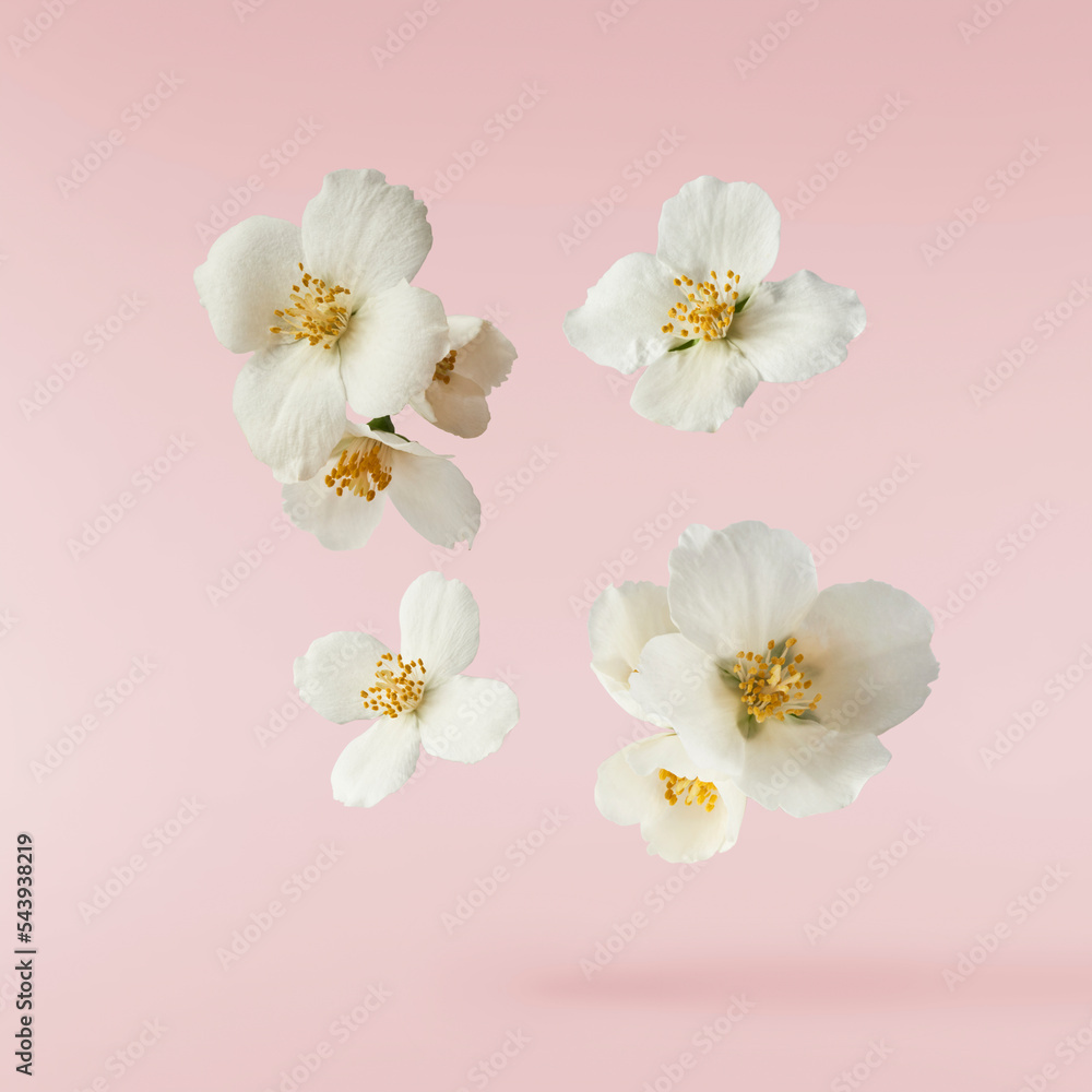 Fototapeta premium Jasmine bloom. A beautifull white flower of Jasmine falling in the air isolated