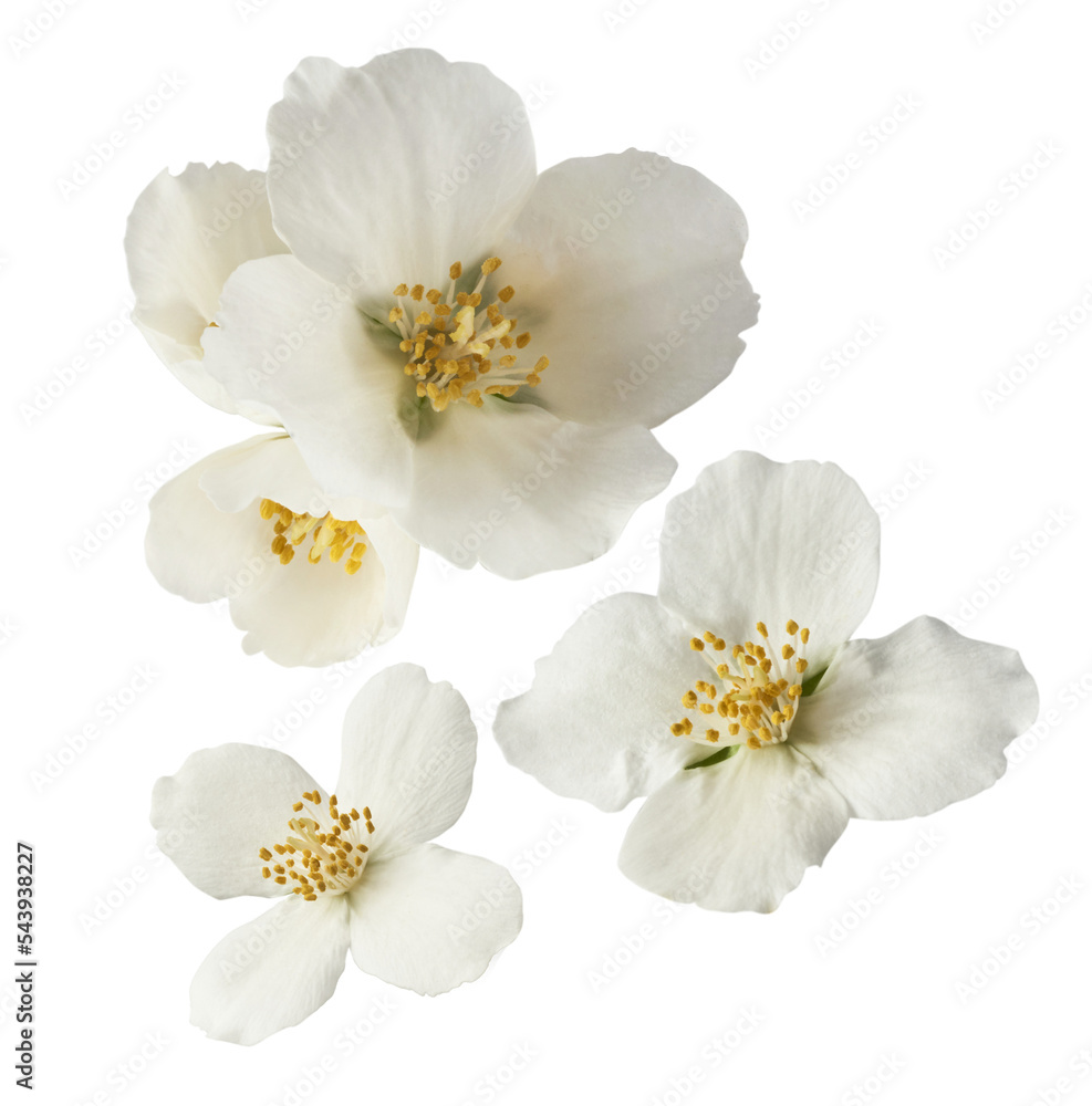 Jasmine bloom. A beautifull white flower of Jasmine falling in the air