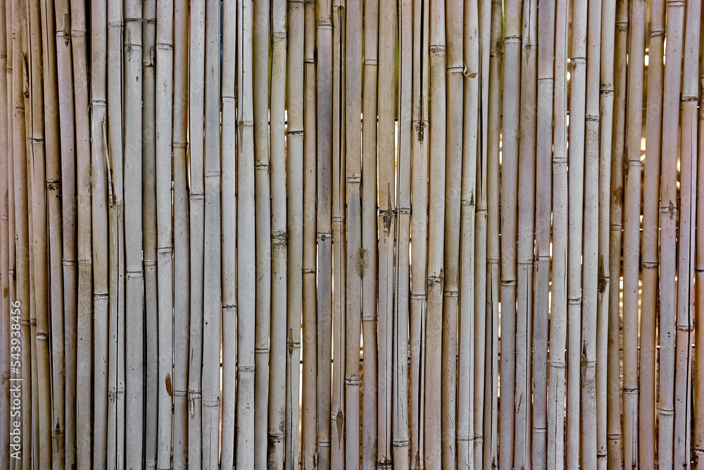 Fototapeta premium Background of dry bamboo arranged vertically