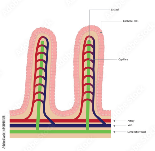 Small intestine Villus structure. Circulatory system and villus cells