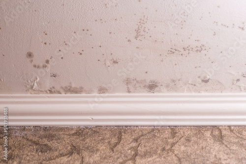Stachybotrys chartarum also known as black mold or toxic black mold. The mold in cellulose-rich building materials from damp or water-damaged buildings