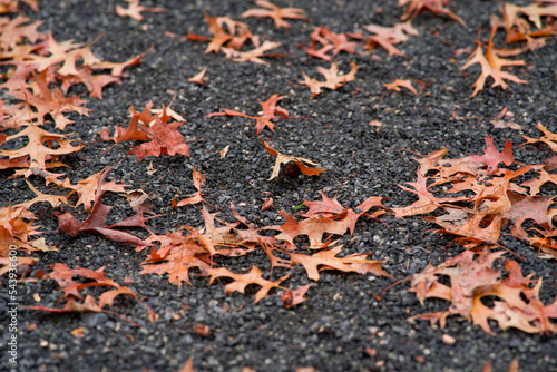 leaves on the ground in autumn