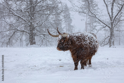 Cow in winter. Cow in snowfall. Scottish highland cattle in winter.