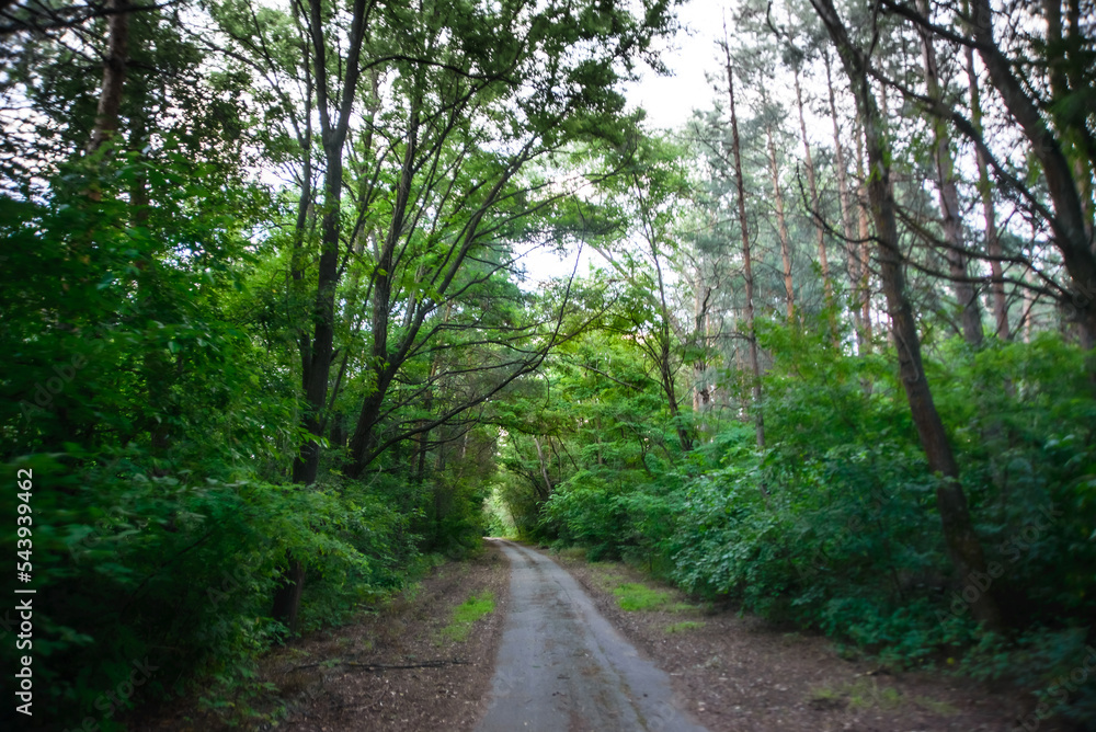 Obraz premium path in the forest