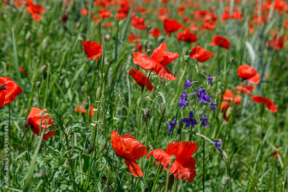 Fototapeta premium Beautiful red poppies on the field