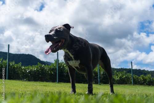 Blue nose Pit bull dog playing and having fun in the park. Grassy floor, agility ramp, ball. Selective focus. Dog park. Sunny day