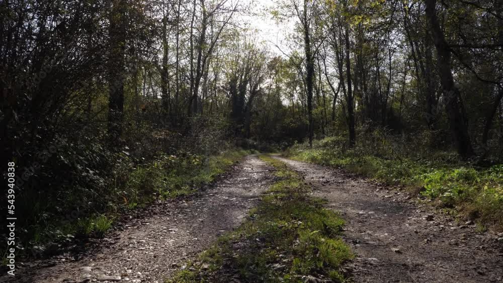 dirt road in the forest in the morning, slow moving forward in nature among the trees, rough terrain video dirt road in the forest in the morning, slow moving forward in nature among the trees, rough terrain video