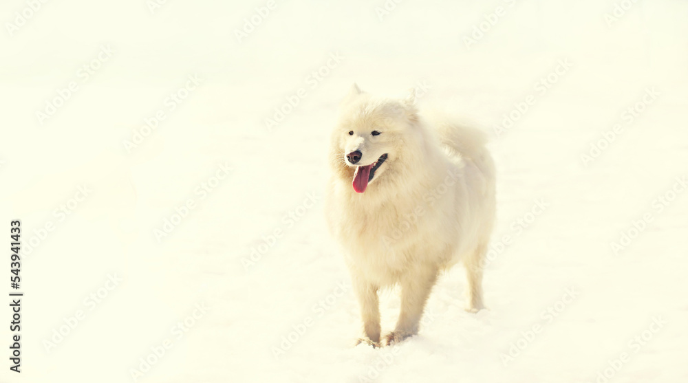 White Samoyed dog on snow in sunny winter park