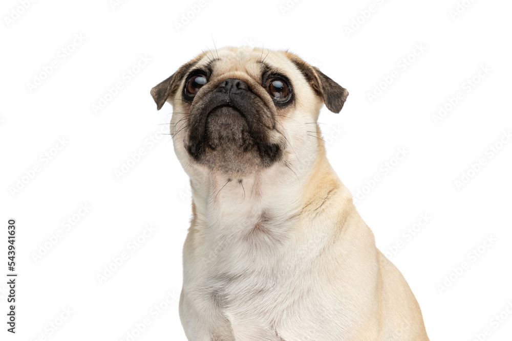 close-up on a mops dog making big eyes