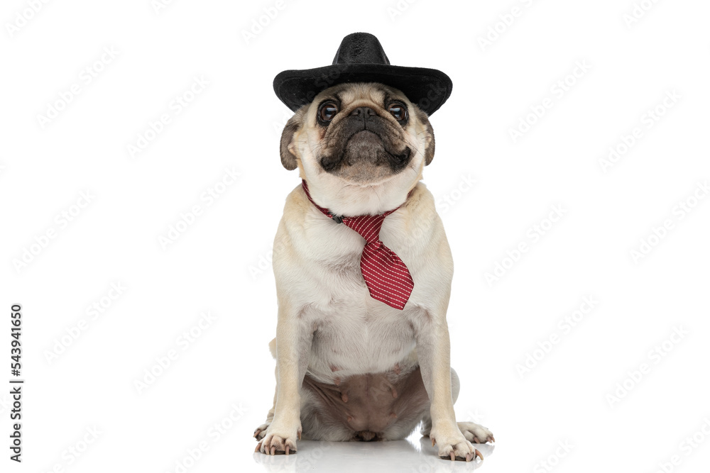 Fototapeta premium Cute mops dog looking at the camera