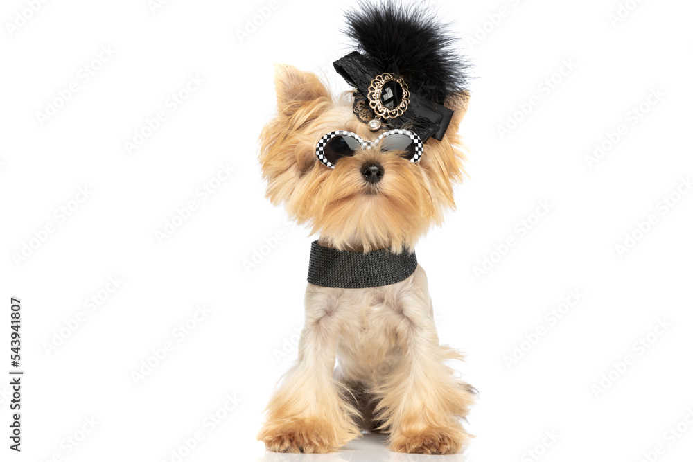 yorkshire terrier dog wearing sunglasses, a black hair clip Stock Photo |  Adobe Stock