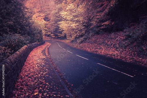 Autumn road 