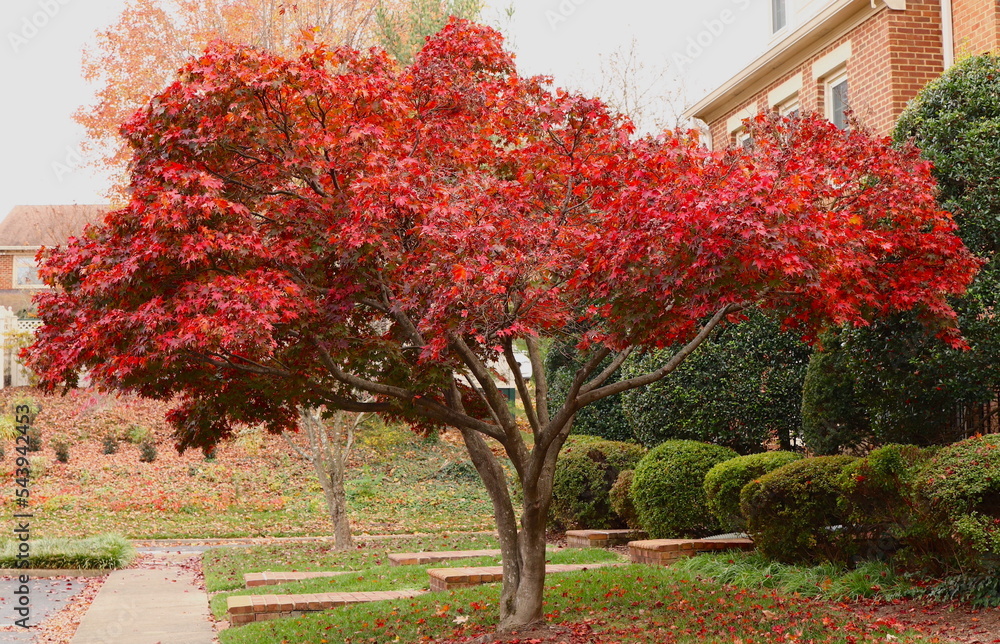 Naklejka premium Japanese Maple Tree in Autumn