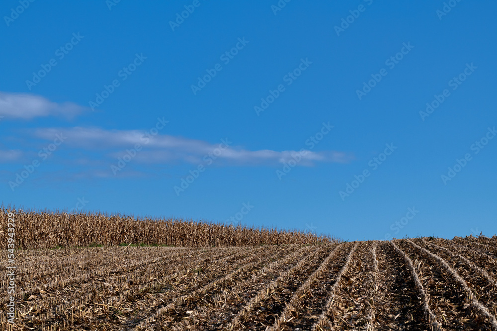 Abgemähtes Maisfeld mit blauen Himmel Abgemähtes Maisfeld mit blauen Himmel