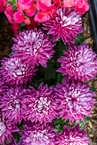 Pink chrysanthemum flowers from above view