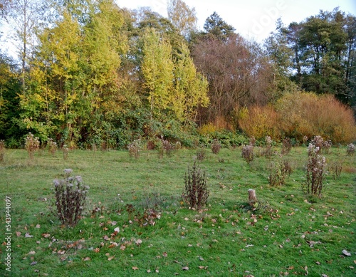 Vertrocknete Pflanzen auf Wiese vor Herbstbäumen photo