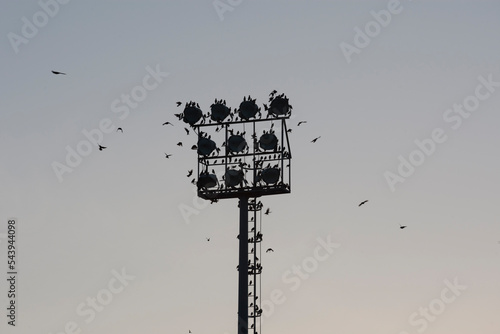 Silhouette of a flock of starlings in the spotlights of a soccer field