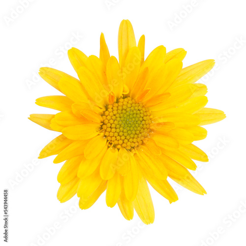 Beautiful pretty yellow chrysanthemum flower daisy isolated on the white background