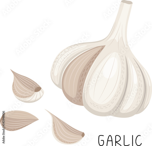 Set of ripe garlic, garlic clove, garlic bulb. Vector illustration in flat style isolated on white background.