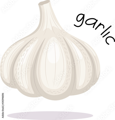 Vector illustration of garlic isolated on white background. Isolated image in flat style.