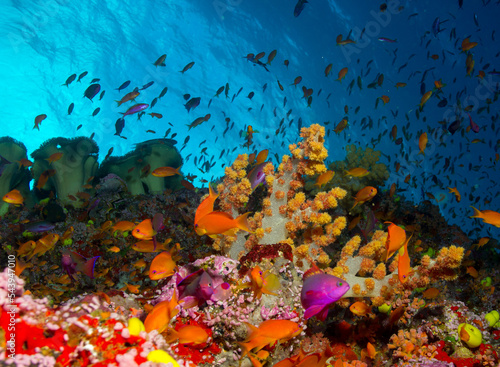 Fototapeta Naklejka Na Ścianę i Meble -  Coral Reefs of Fiji