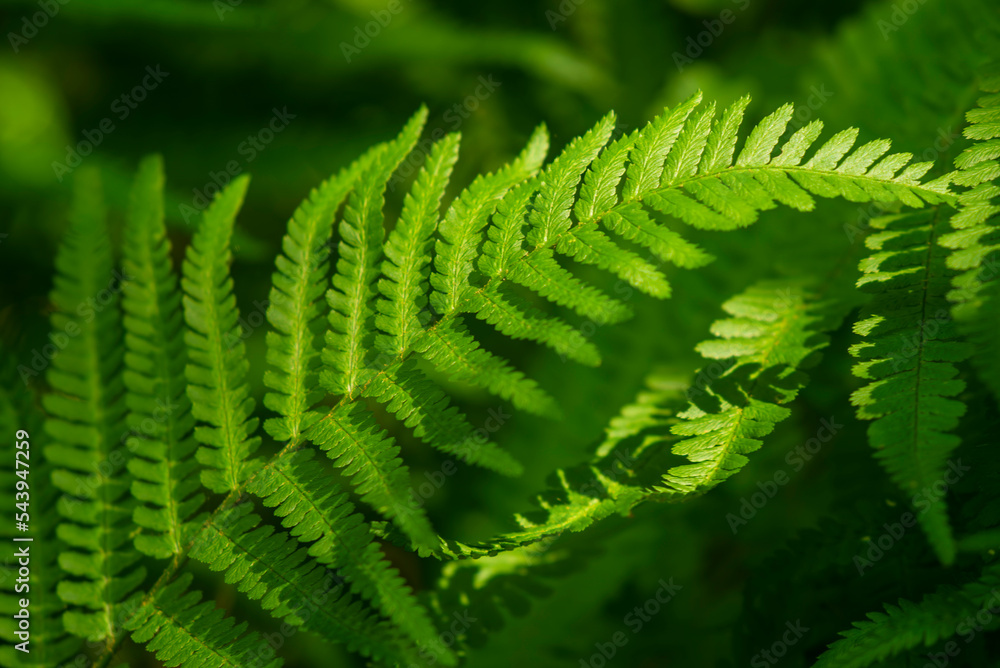 Beautiful close-up of a green fern frond, suitable as a natural green background texture Beautiful close-up of a green fern frond, suitable as a natural green background texture