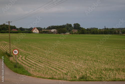Widok na wschodzące pole kukurydzy w oddali budynki i drzewa. 