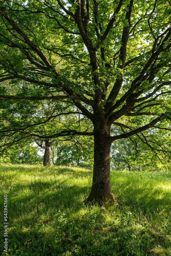 Beautiful oak tree (Quercus robur) with twisted branches and lush green foliage on a fresh green meadow in early summer, Teutoburg Forest, Germany Beautiful oak tree (Quercus robur) with twisted branches and lush green foliage on a fresh green meadow in early summer, Teutoburg Forest, Germany