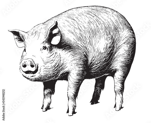 Pig fat realistic hand drawn sketch.Livestock vector. photo