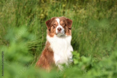 Australian Shepherd dog sitting in the grass and looking at the camera