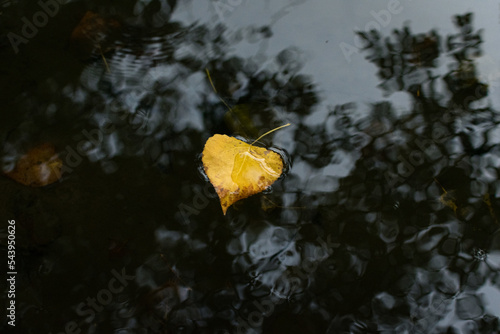 Hojas amarillas y naranjas en el rio en otoño flotando sobre el agua en la tarde, naturaleza pura photo