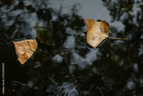 Hojas amarillas y naranjas en el rio en otoño flotando sobre el agua en la tarde, naturaleza pura