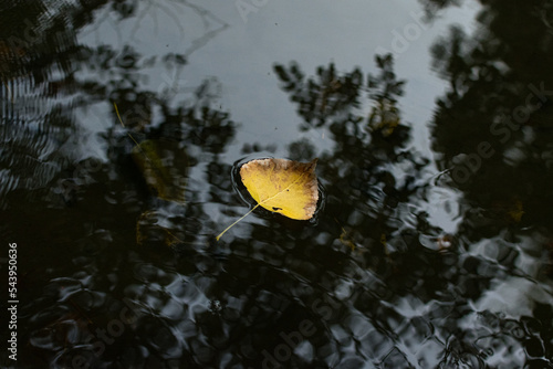Hojas amarillas y naranjas en el rio en otoño flotando sobre el agua en la tarde, naturaleza pura photo
