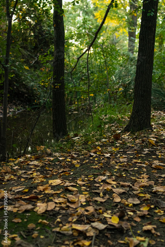 Hojas amarillas y naranjas en el rio en otoño flotando sobre el agua en la tarde, naturaleza pura