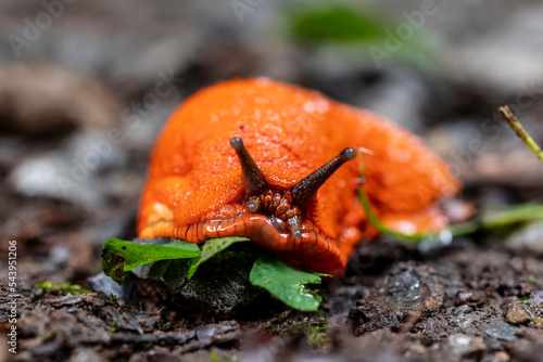 Macro photo of a red slug (Arion rufus) crawling over a forest floor photo